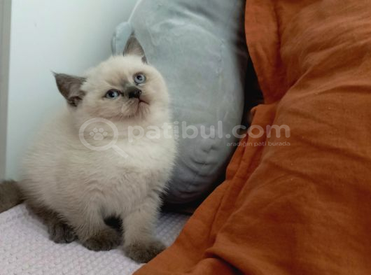 Orjinal Tam Safkan 2 Aylık British Fold Yavrumuz İstanbul Pendik