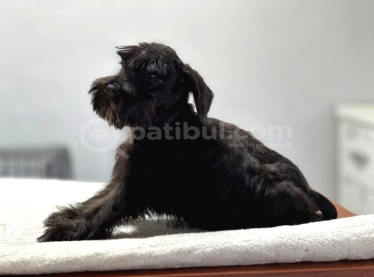 Minyatür Schnauzer Bebekler görsel