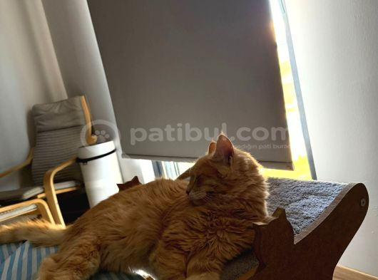 Kayıp Kedi Antalya Kundu Güzeloba Lara görsel