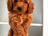 Kipkirmizi Red Toy Poodle Sevi̇mli̇ Yavrular