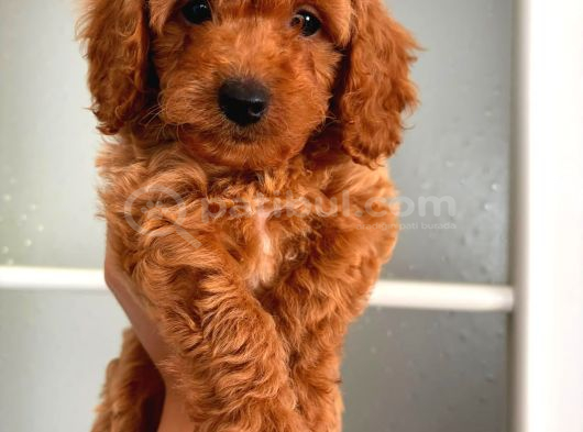 Kipkirmizi Red Toy Poodle Sevi̇mli̇ Yavrular