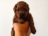 Kipkirmizi Red Toy Poodle Sevi̇mli̇ Yavrular