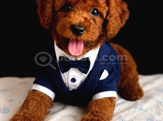 Kipkirmizi Red Toy Poodle Sevi̇mli̇ Yavrular görsel