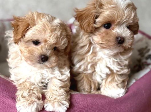 Kahve Tonlu Malti̇poo Ci̇nsi̇ Yavrular görsel