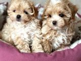Kahve Tonlu Malti̇poo Ci̇nsi̇ Yavrular