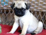 Mops Pug Ci̇nsi̇ Yavrular