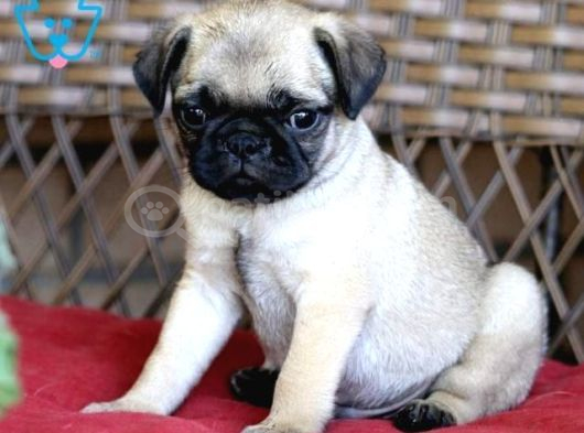 Mops Pug Ci̇nsi̇ Yavrular görsel