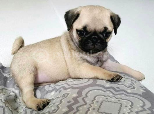 Mops Pug Ci̇nsi̇ Yavrular