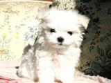 Kar Beyaz Maltese Terri̇er Ci̇nsleri̇
