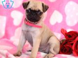 Mops Pug Ci̇nsi̇ Yavrular