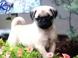Mops Pug Ci̇nsi̇ Yavrular