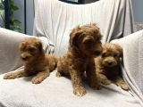 Baba Saf Poodle Erkek Yavrularimiz