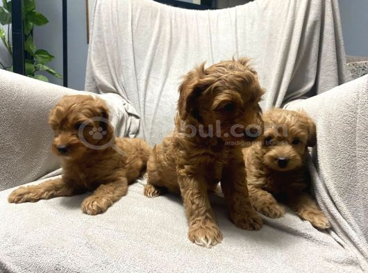 Baba Saf Poodle Erkek Yavrularimiz görsel