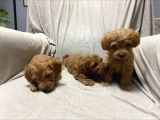 Baba Saf Poodle Erkek Yavrularimiz