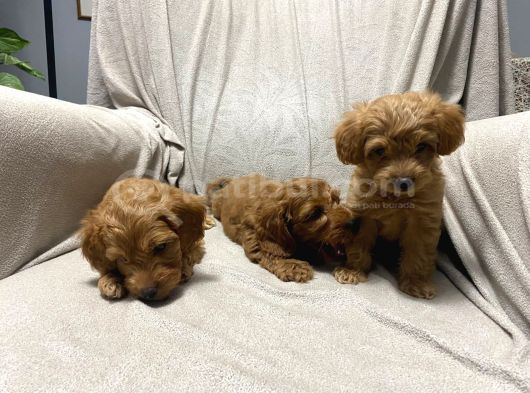 Baba Saf Poodle Erkek Yavrularimiz görsel