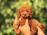 Teacup Toypoodle Cis Egitimlj Yavrular