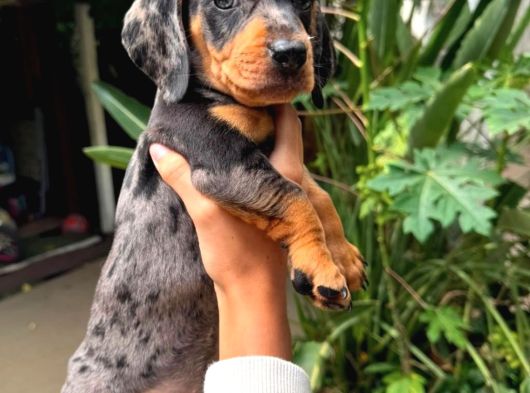Safkan Mini Dachshund  Yavrular görsel