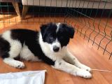 Yavru Border Collie