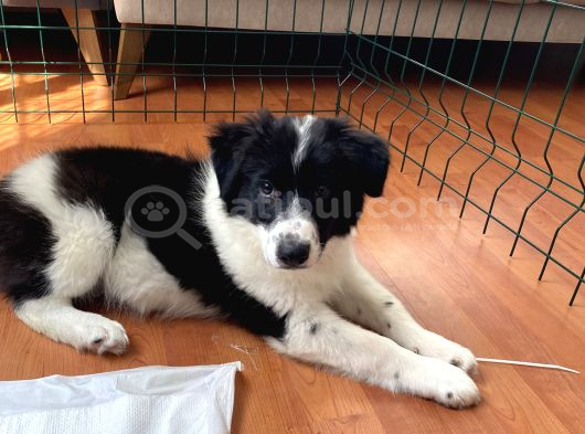 Yavru Border Collie