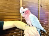 Belgeli̇ Eği̇ti̇mli̇ Evci̇l Gül Kakadu Papağanimiz