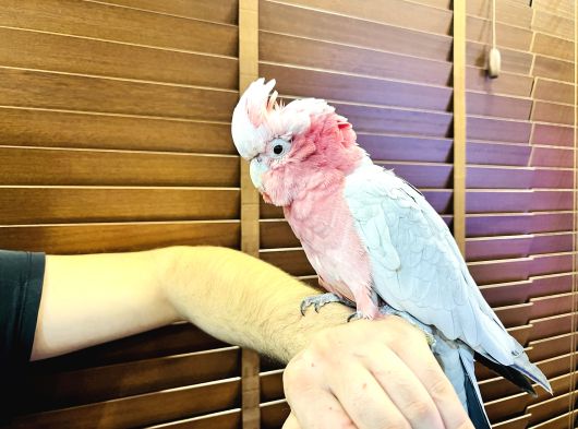 Belgeli̇ Eği̇ti̇mli̇ Evci̇l Gül Kakadu Papağanimiz görsel