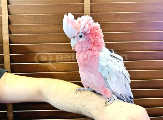 Belgeli̇ Eği̇ti̇mli̇ Evci̇l Gül Kakadu Papağanimiz