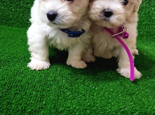 Kore Kg Garantili Maltase görsel