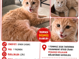 Kayıp Kedi Antalya Kundu Güzeloba Lara