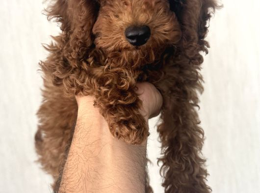 Kore Toy Poodle görsel