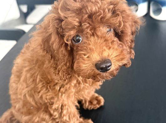 Kore Toy Poodle