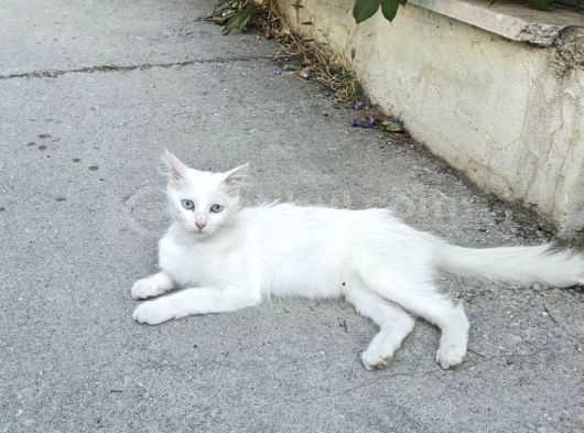 Acil Yuva Aranıyor Ücretsiz