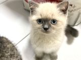 British Shorthair Blue Point