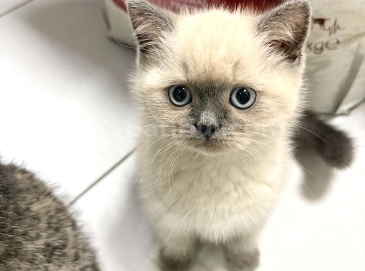 British Shorthair Blue Point