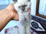 British Shorthair Blue Point