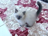 British Shorthair Blue Point