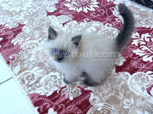 British Shorthair Blue Point görsel