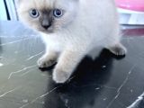 British Shorthair Blue Point