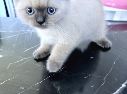 British Shorthair Blue Point görsel