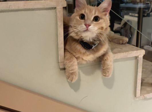 Kayıp Kedi Antalya Kundu Güzeloba Lara görsel