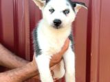 Sibirya Kurdu Husky Yavrularımız