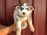 Sibirya Kurdu Husky Yavrularımız