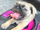 Pugmops Yavrlar