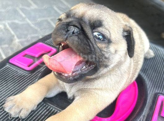 Pugmops Yavrlar görsel