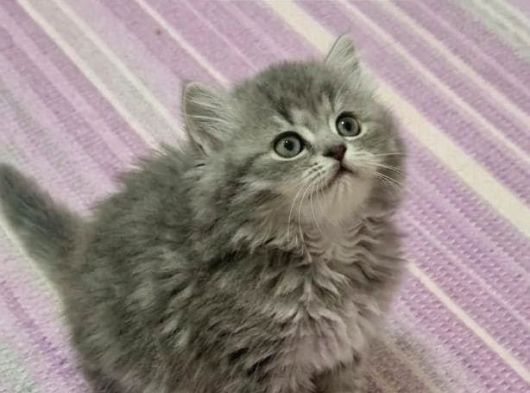 Kocaeli̇ Darica Mi̇ni̇k Pati̇ler görsel
