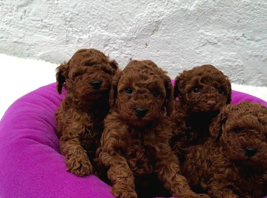 Ruhsatlı Poodle Evinden Erkek Dişi Yavrularımız görsel
