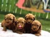 Ruhsatlı Poodle Evinden Erkek Dişi Yavrularımız