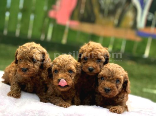 Ruhsatlı Poodle Evinden Erkek Dişi Yavrularımız görsel