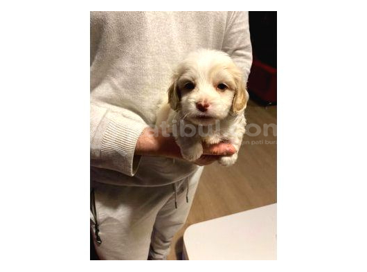 Minnak Maltipoo Bebeklerimiz görsel