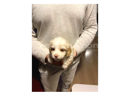 Minnak Maltipoo Bebeklerimiz görsel