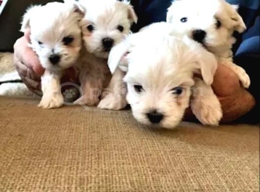 A Kalite Maltese Bebeklerimiz görsel